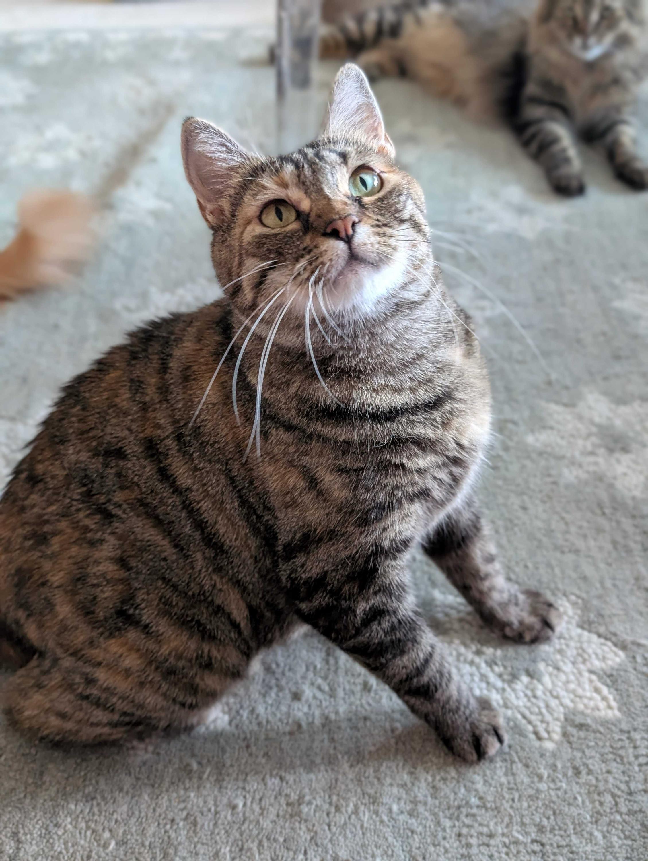Florence, a ADOPTABLE Domestic Short Hair in Seattle, WA image 3/6