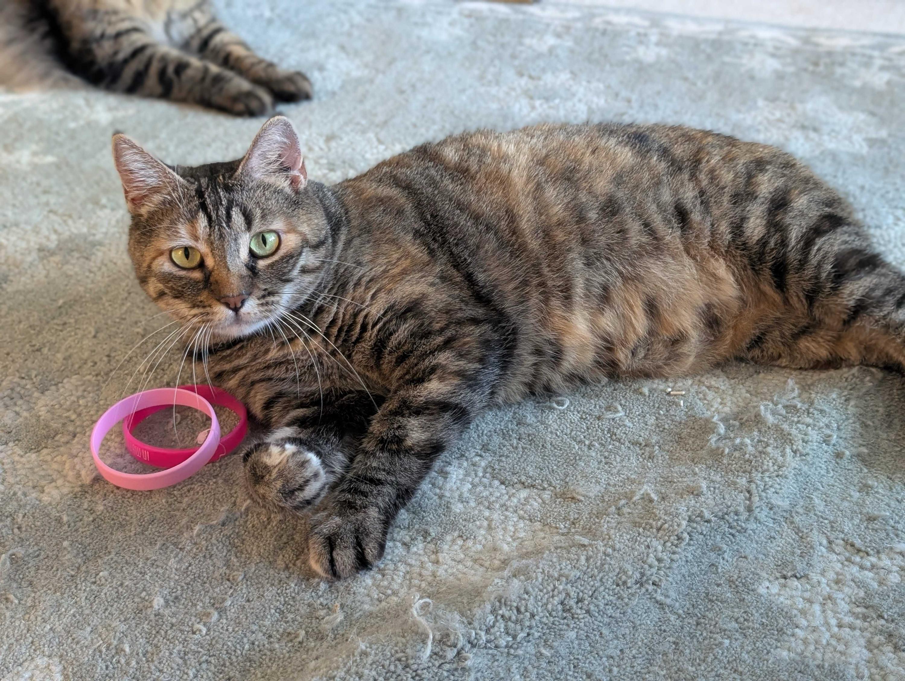 Florence, a ADOPTABLE Domestic Short Hair in Seattle, WA image 1/6