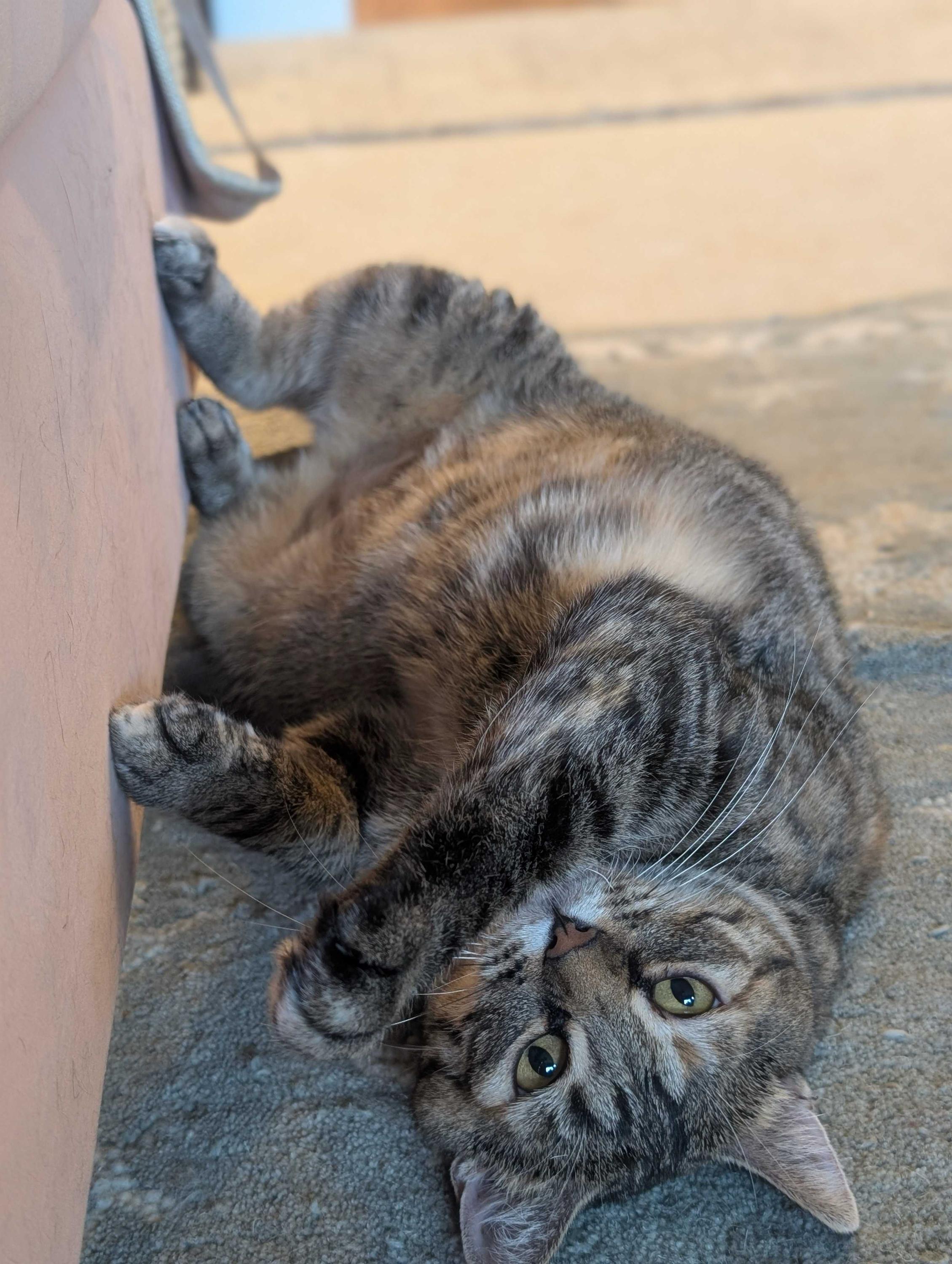 Florence, a ADOPTABLE Domestic Short Hair in Seattle, WA image 5/6