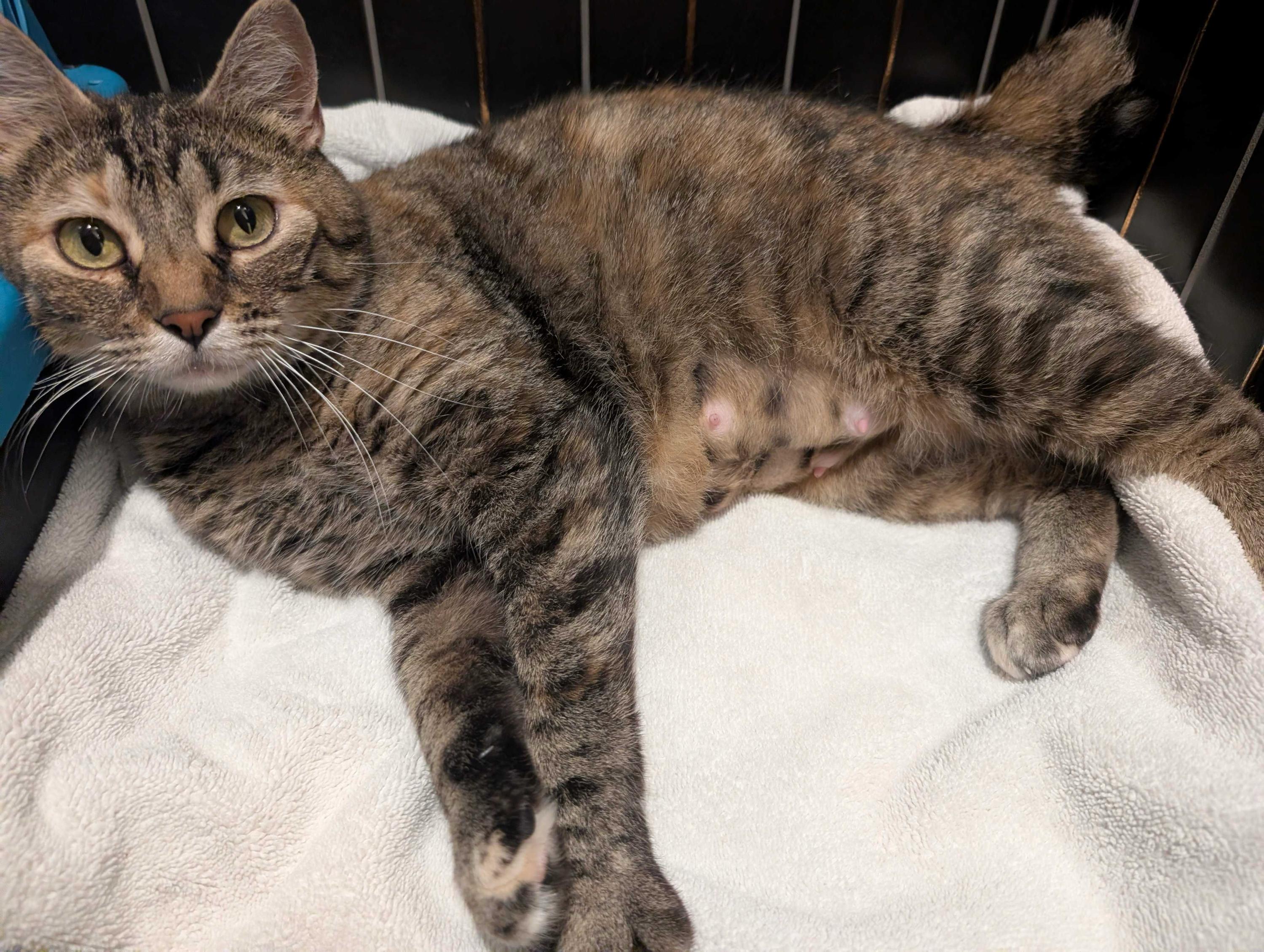 Florence, a ADOPTABLE Domestic Short Hair in Seattle, WA image 5/6