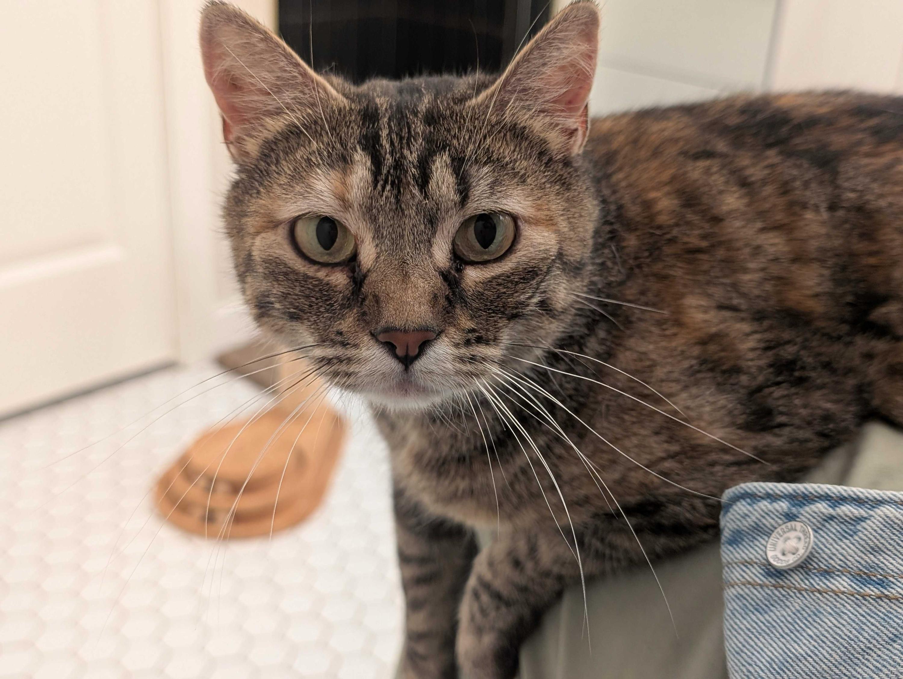 Florence, a ADOPTABLE Domestic Short Hair in Seattle, WA image 1/6
