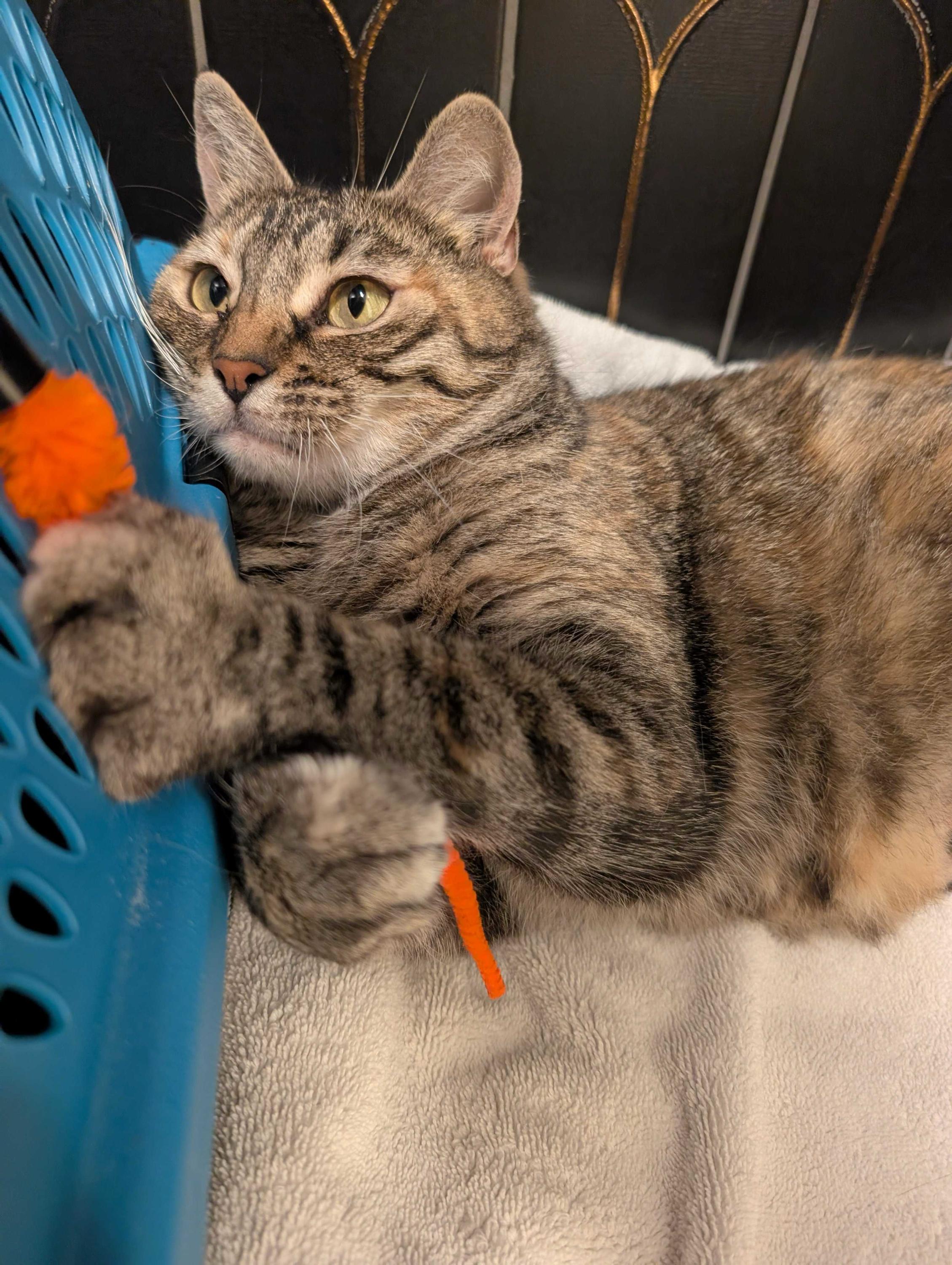 Florence, a ADOPTABLE Domestic Short Hair in Seattle, WA image 6/6