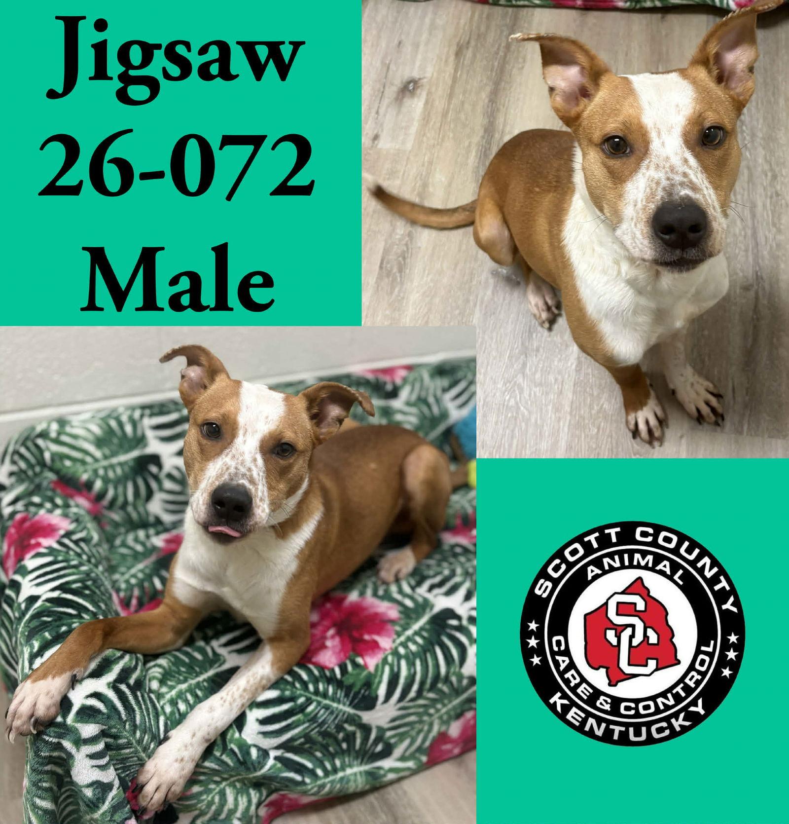 Jigsaw, Adopted, Adult Male Cattle Dog.