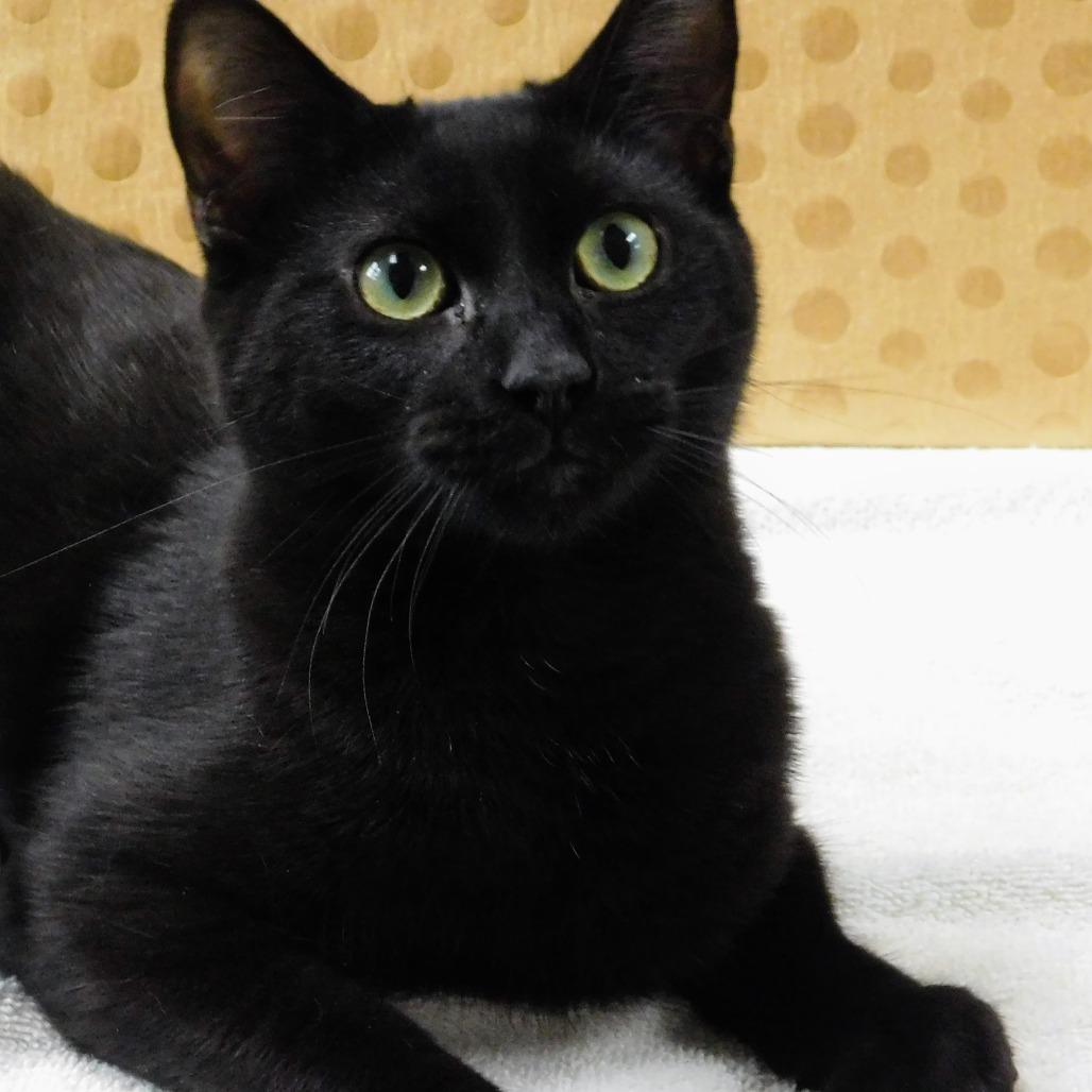Enlarge Blackberry, a Adoptable Domestic Short Hair in Canton, IL image 1/6