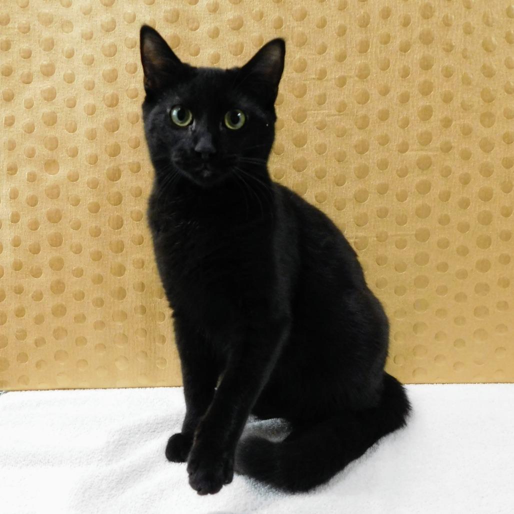 Enlarge Blackberry, a Adoptable Domestic Short Hair in Canton, IL image 2/6