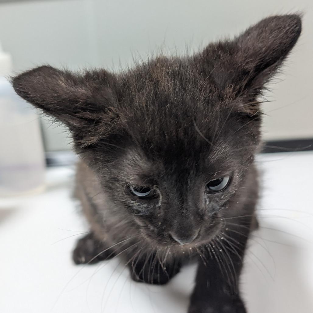 Enlarge Blackberry, a Adoptable Domestic Short Hair in Canton, IL image 3/6