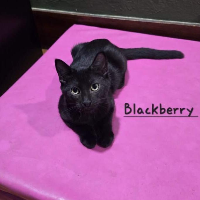 Enlarge Blackberry, a Adoptable Domestic Short Hair in Canton, IL image 5/6