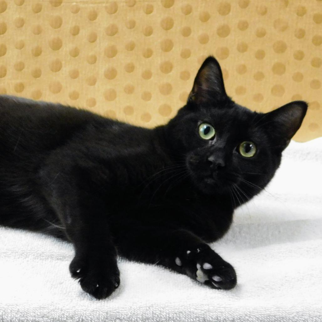 Enlarge Blackberry, a Adoptable Domestic Short Hair in Canton, IL image 6/6