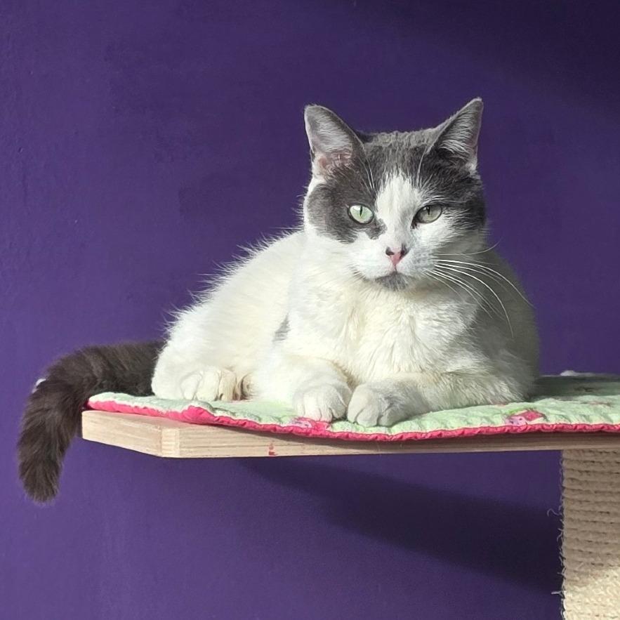 Enlarge Hailey Arkansas, a Adoptable Domestic Short Hair in Denver, CO image 2/6