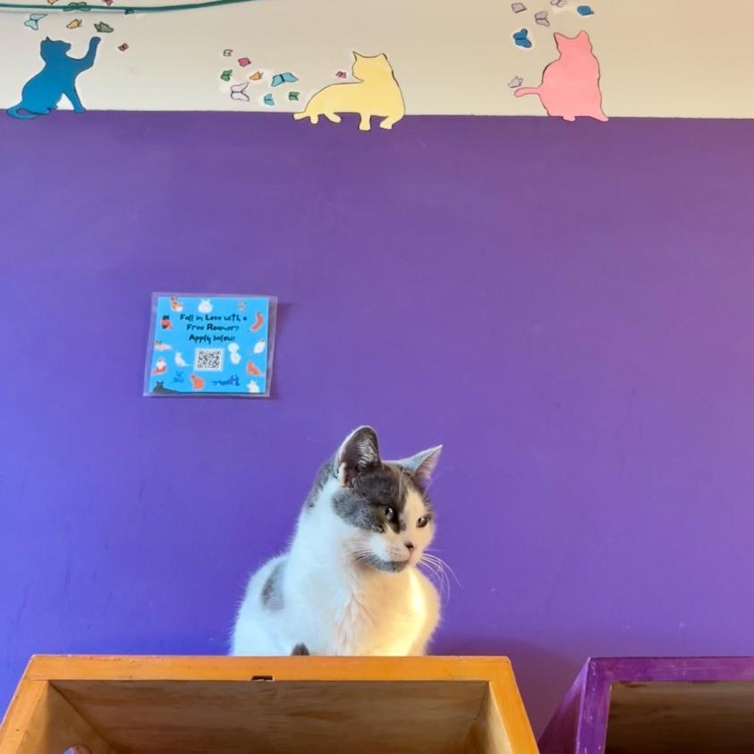 Enlarge Hailey Arkansas, a Adoptable Domestic Short Hair in Denver, CO image 3/6