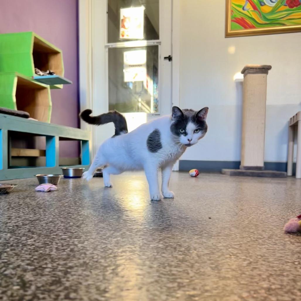 Enlarge Hailey Arkansas, a Adoptable Domestic Short Hair in Denver, CO image 4/6