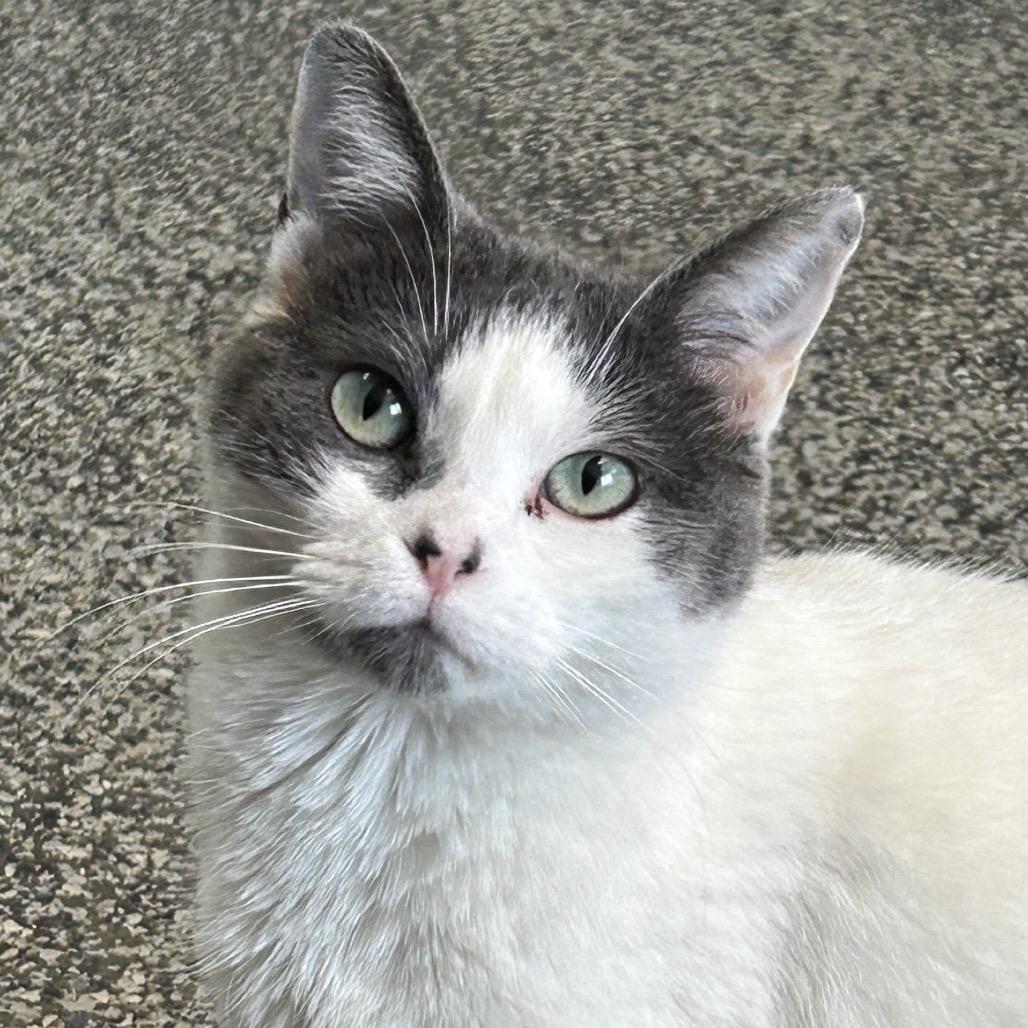 Enlarge Hailey Arkansas, a Adoptable Domestic Short Hair in Denver, CO image 5/6