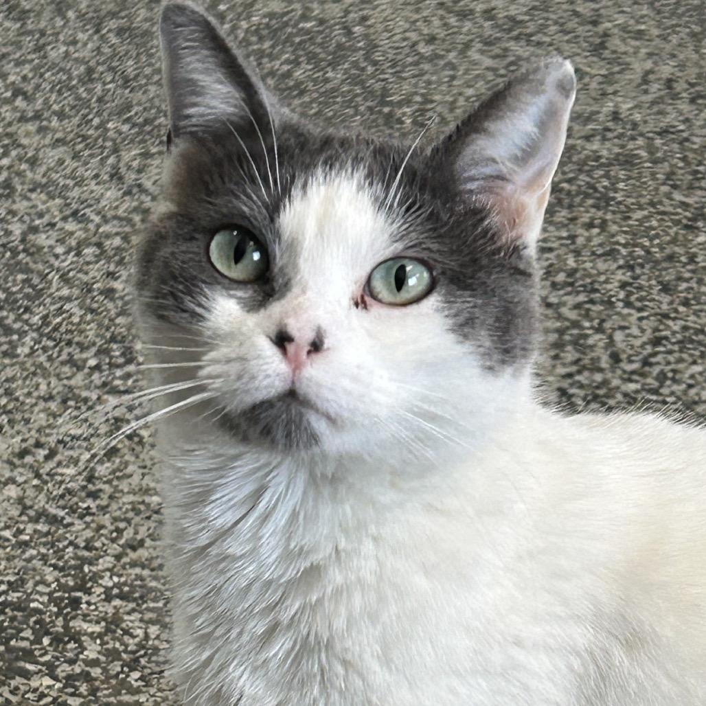 Enlarge Hailey Arkansas, a Adoptable Domestic Short Hair in Denver, CO image 6/6