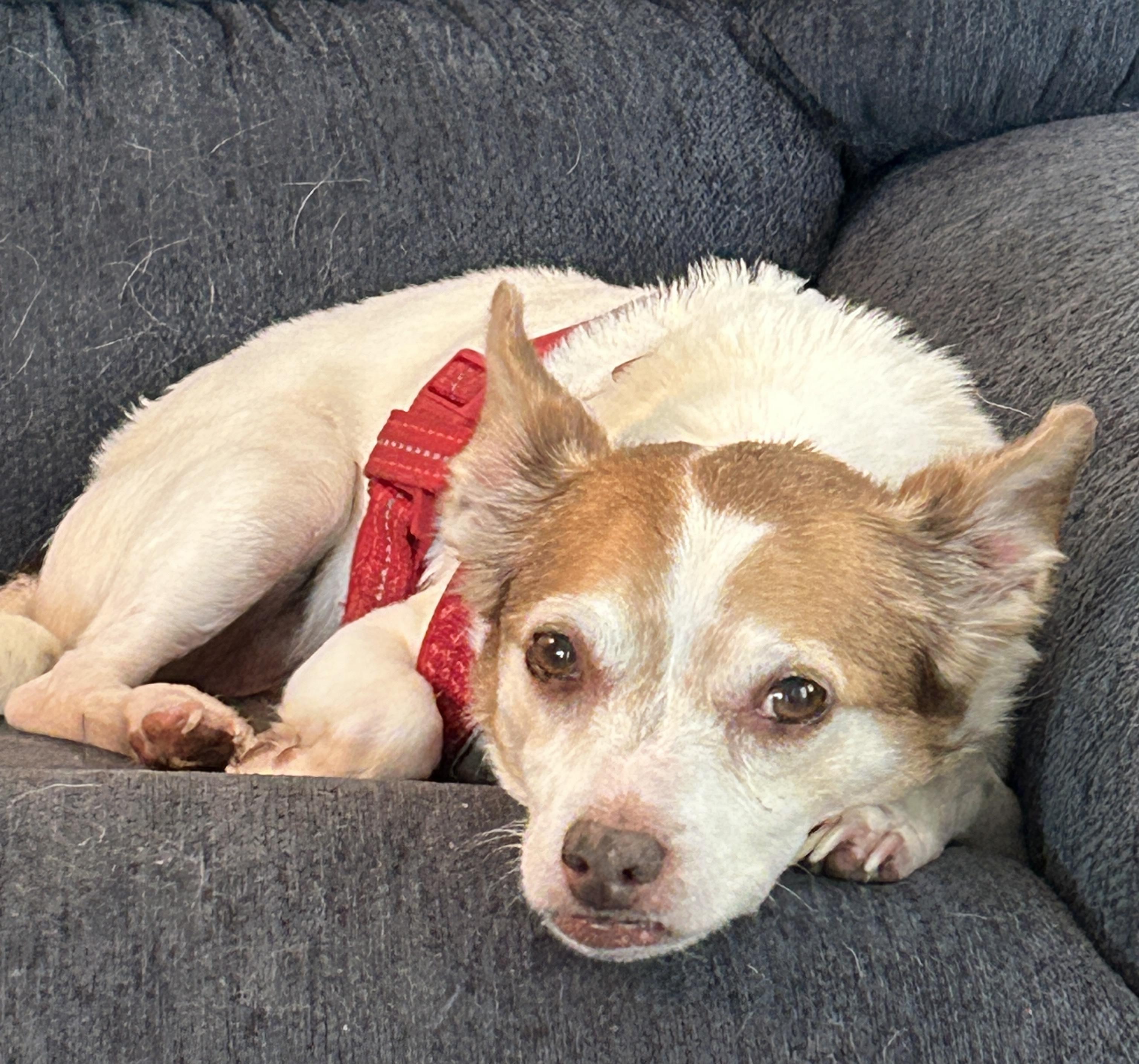 Enlarge Craig, a Adoptable mixed breed in Sarasota, FL image 5/5