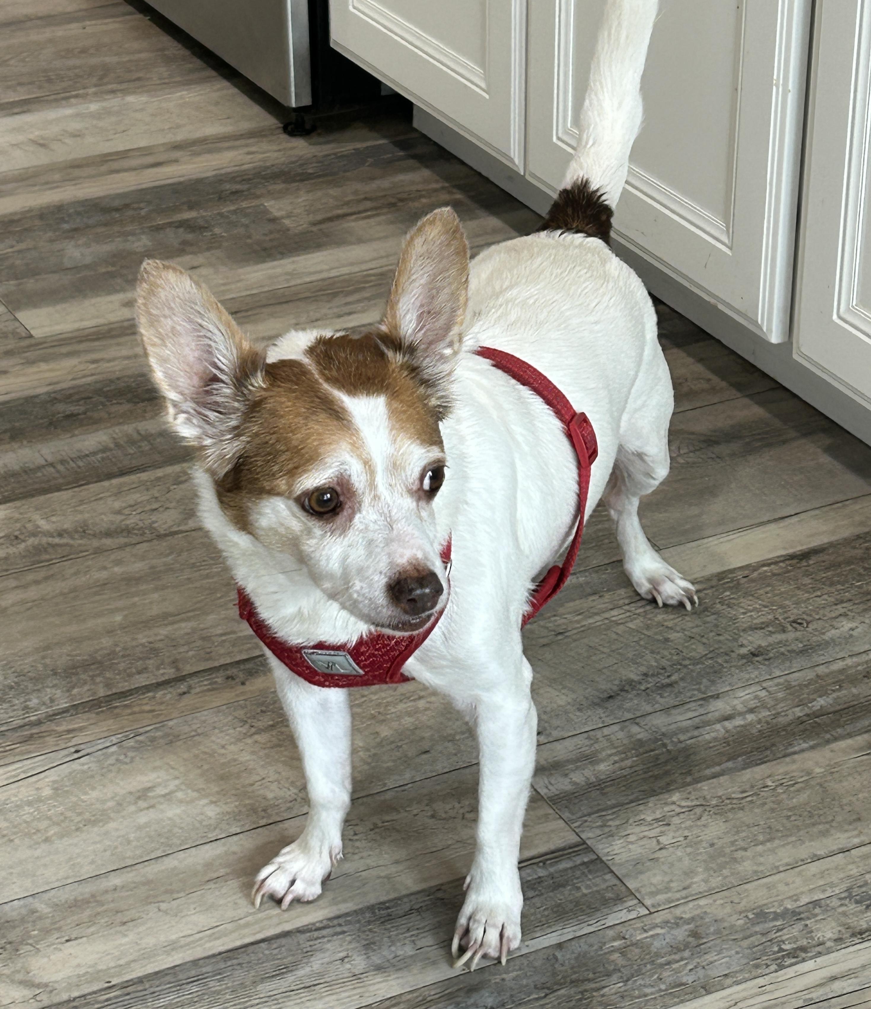 Enlarge Craig, a Adoptable mixed breed in Sarasota, FL image 2/5
