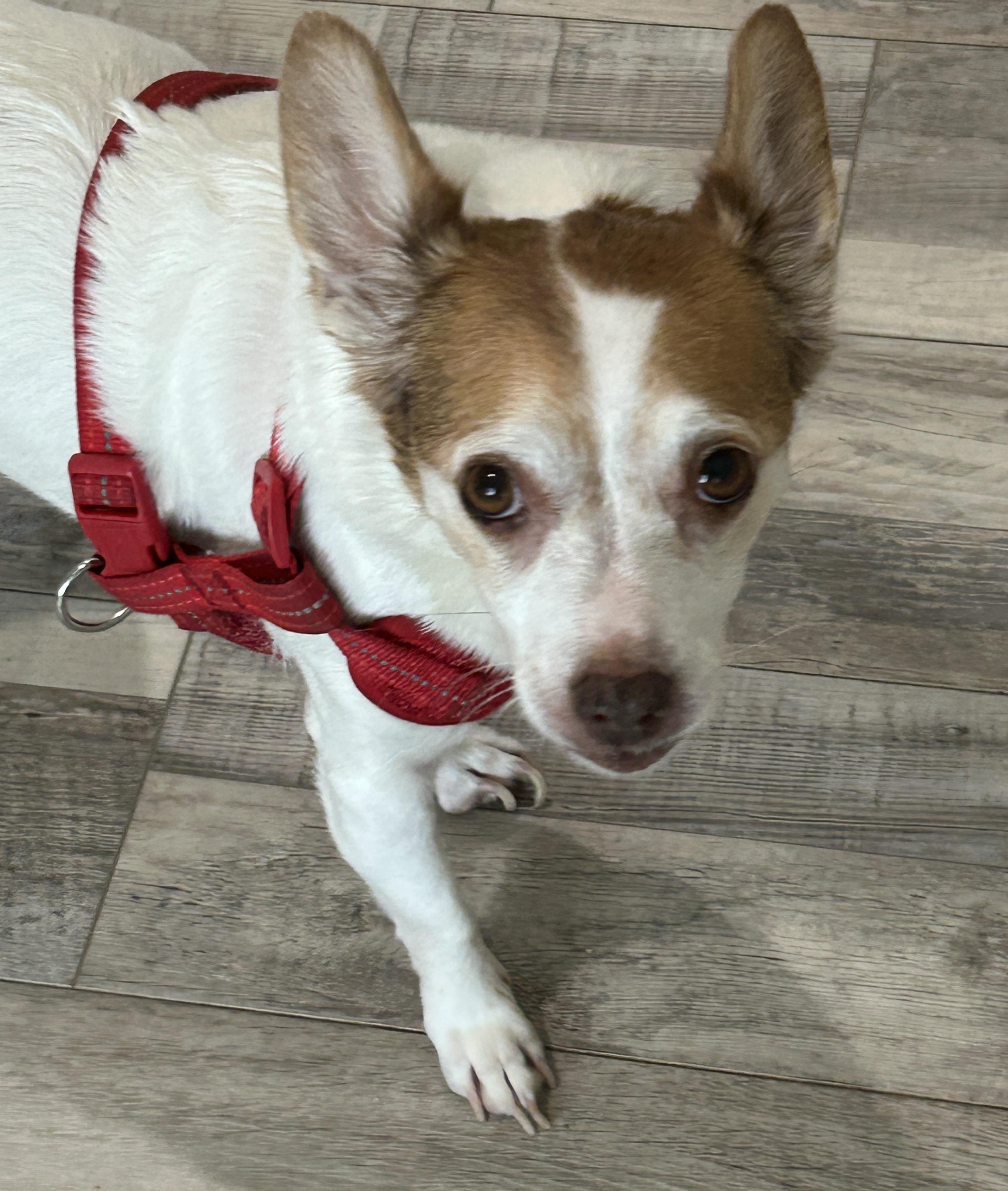 Enlarge Craig, a Adoptable mixed breed in Sarasota, FL image 3/5