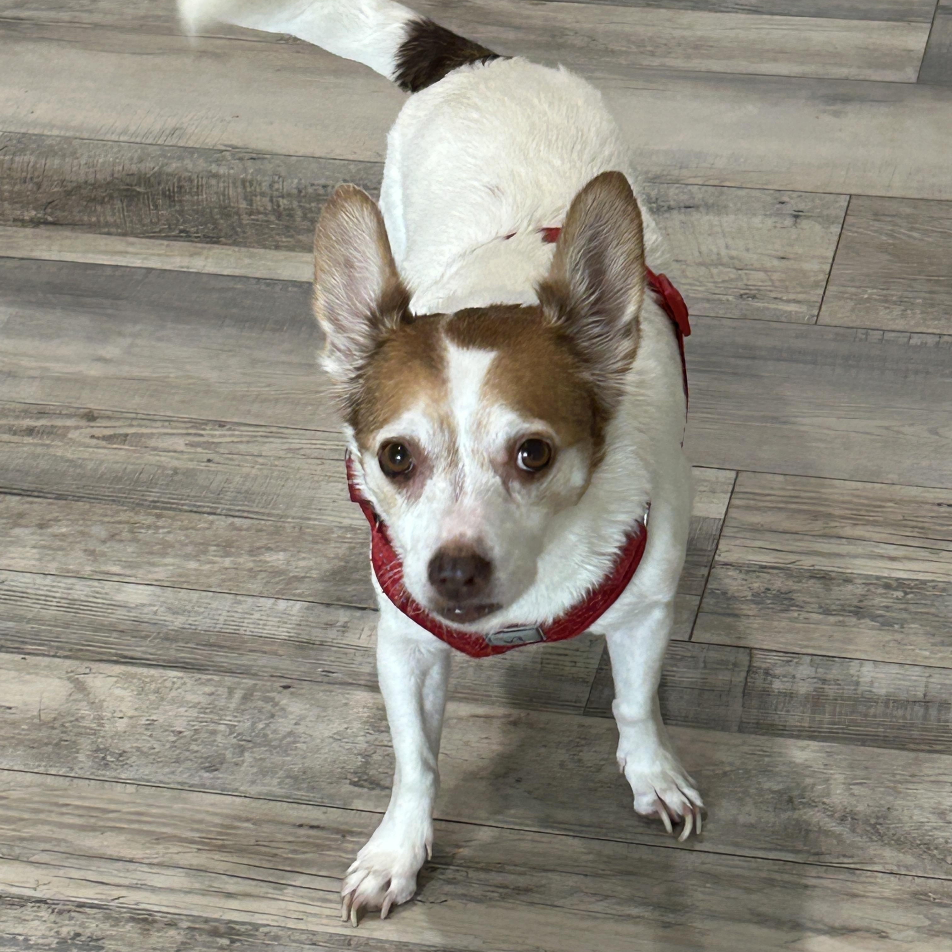 Craig, Adoptable, Adult Male Jack Russell Terrier.