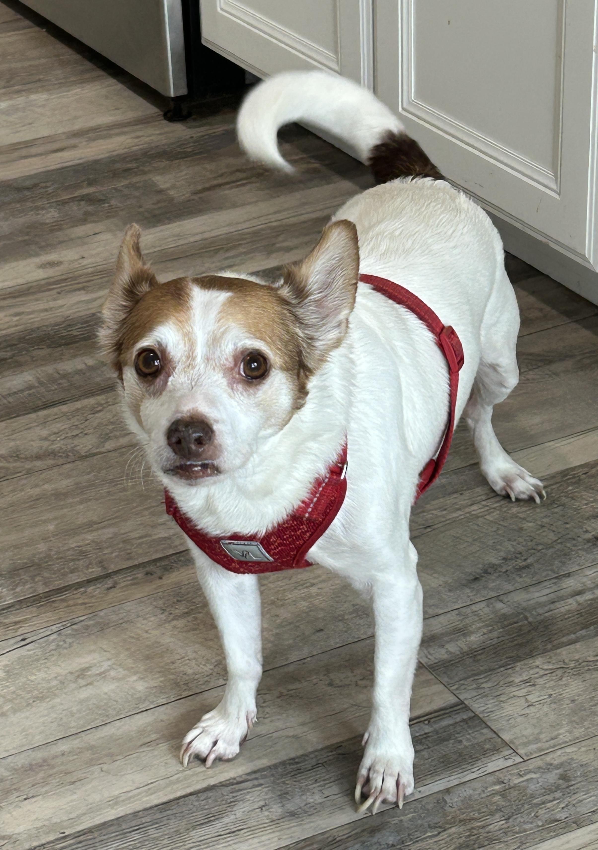 Enlarge Craig, a Adoptable mixed breed in Sarasota, FL image 4/5