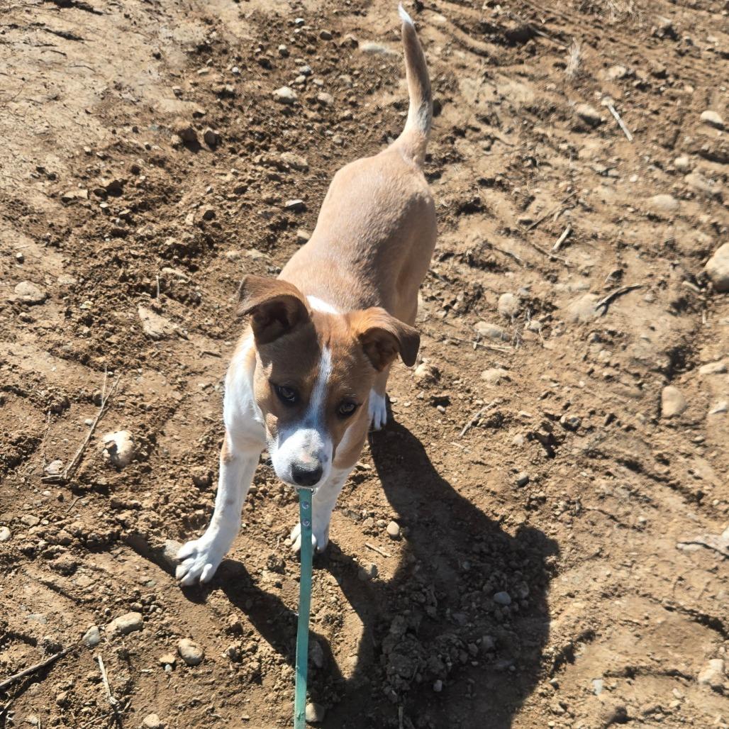 Nellie, Adoptable, Young Female Hound.