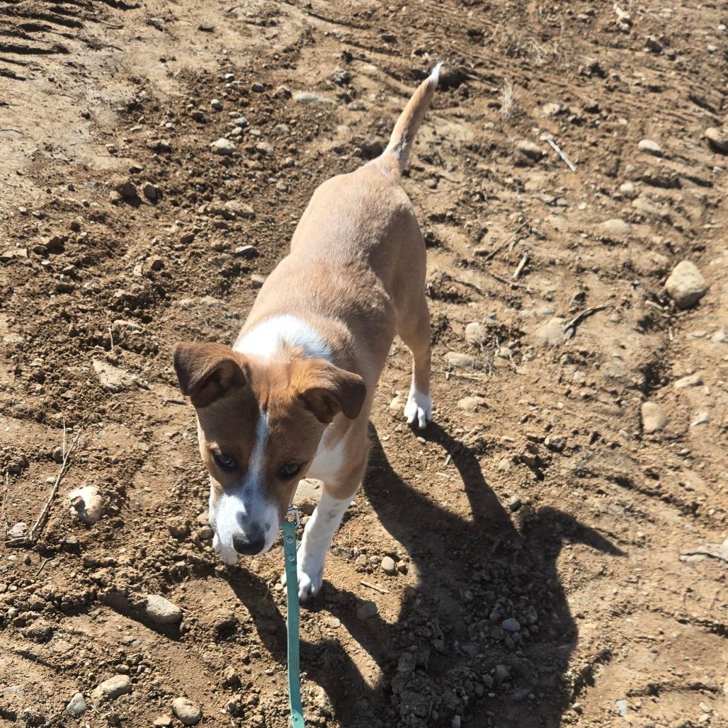 Enlarge Nellie, a Adoptable Hound in Taos, NM image 2/6