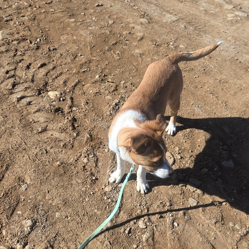 Enlarge Nellie, a Adoptable Hound in Taos, NM image 3/6