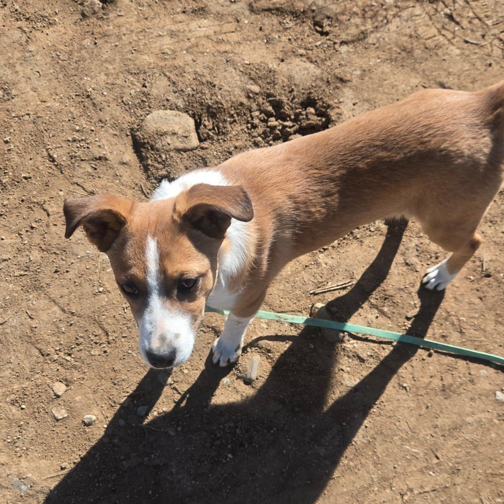 Enlarge Nellie, a Adoptable Hound in Taos, NM image 5/6