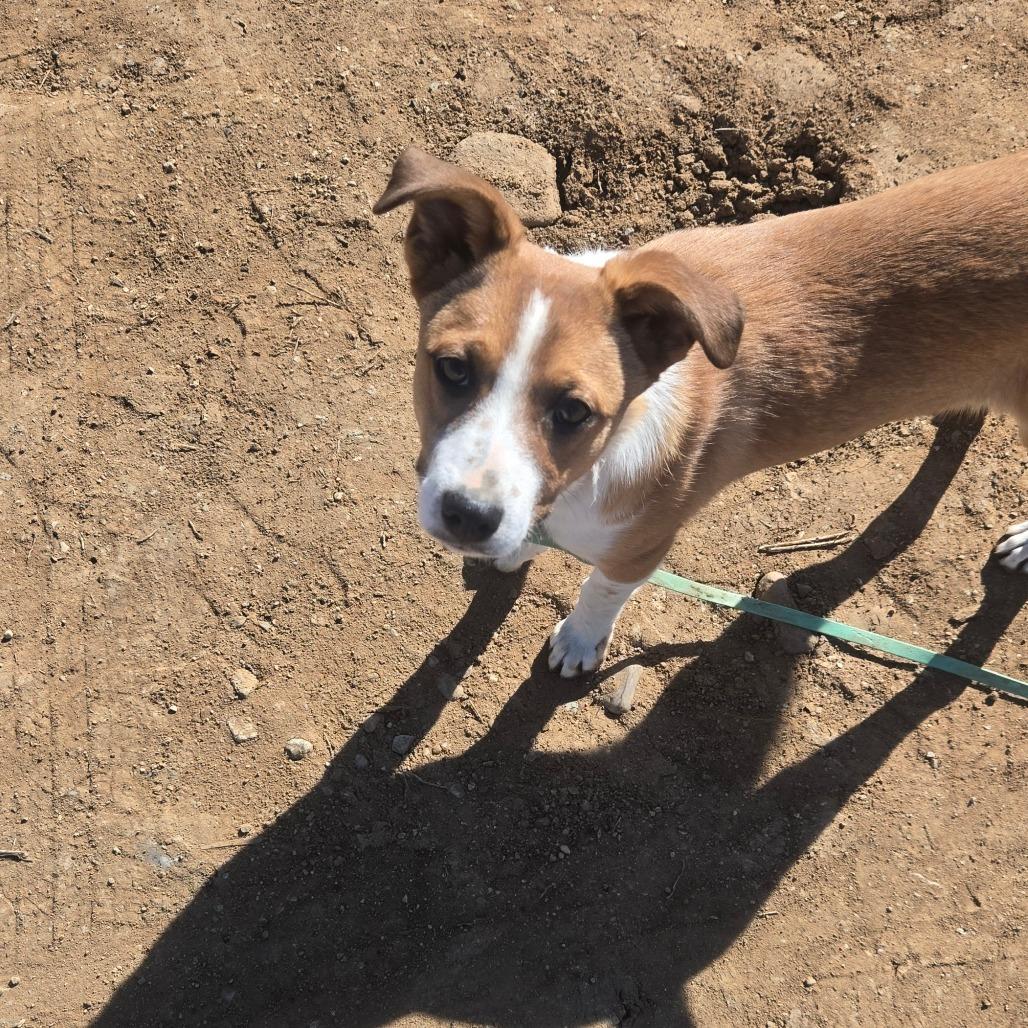 Enlarge Nellie, a Adoptable Hound in Taos, NM image 6/6