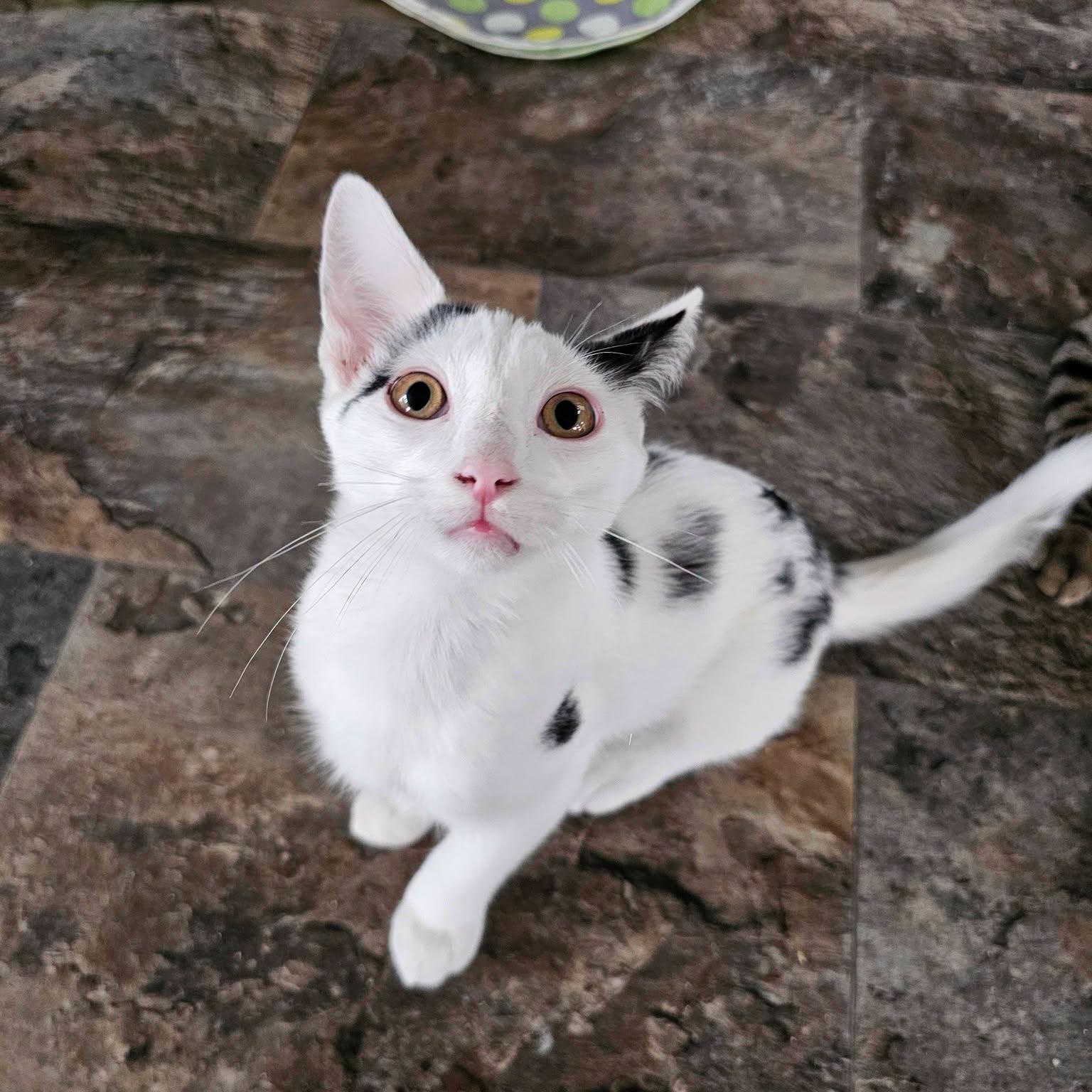 Enlarge Apollo, an adopted Domestic Short Hair in Freeland, MI image 1/1