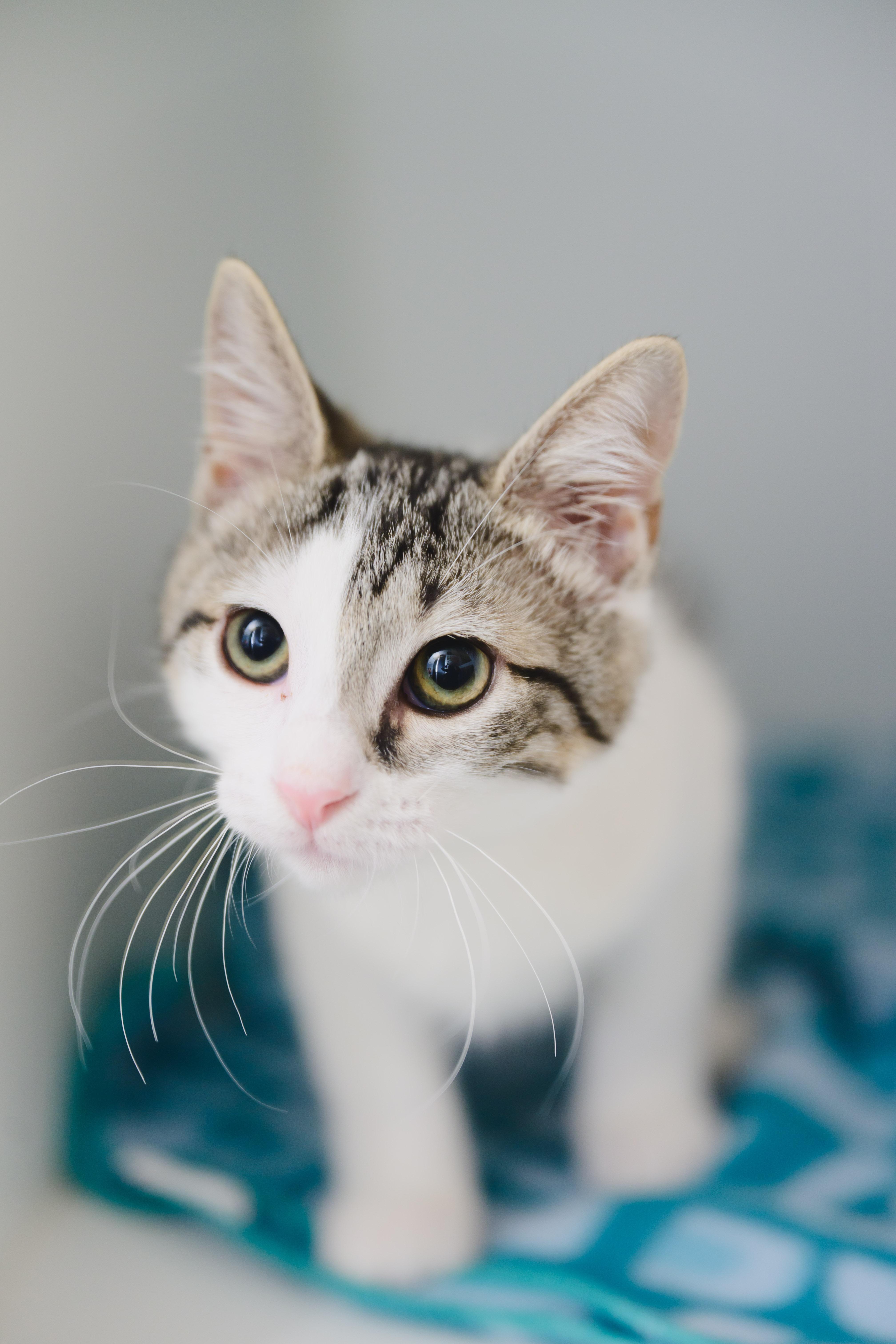 Miso, Adoptable, Kitten Female Domestic Short Hair.