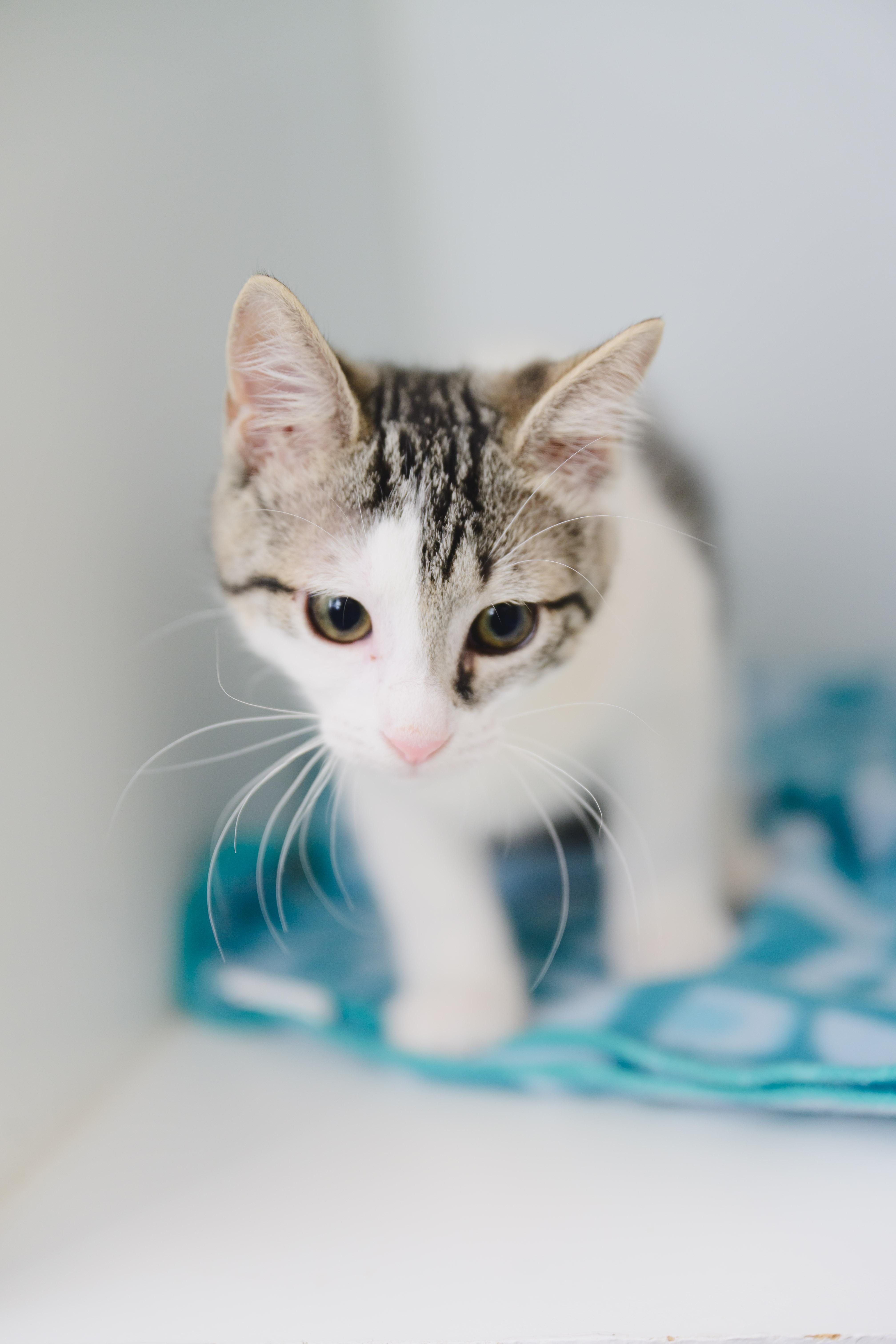 Miso, a Adoptable Domestic Short Hair in Honolulu, HI image 3/3