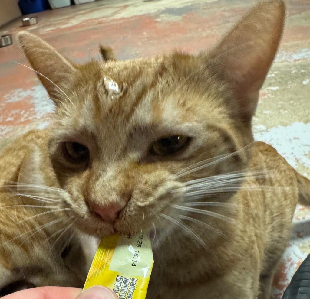 Earnhardt, Adoptable, Young Male Domestic Short Hair.