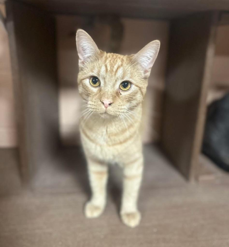 Enlarge Earnhardt, a Adoptable mixed breed in Olean, NY image 2/3