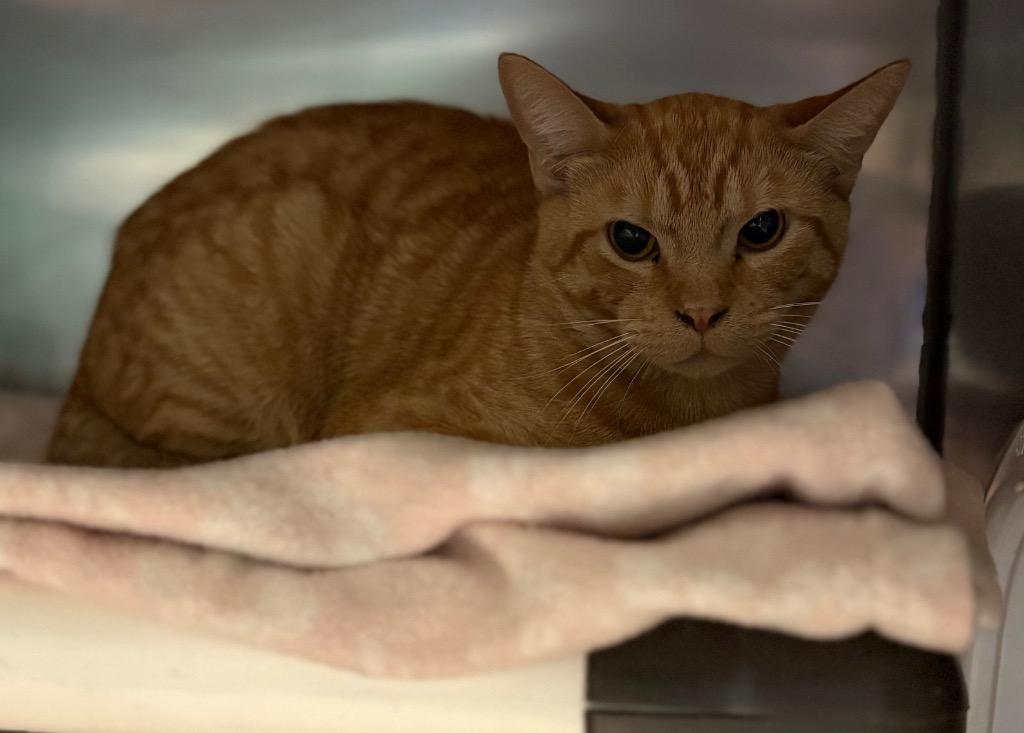 Enlarge Earnhardt, a Adoptable mixed breed in Olean, NY image 3/3