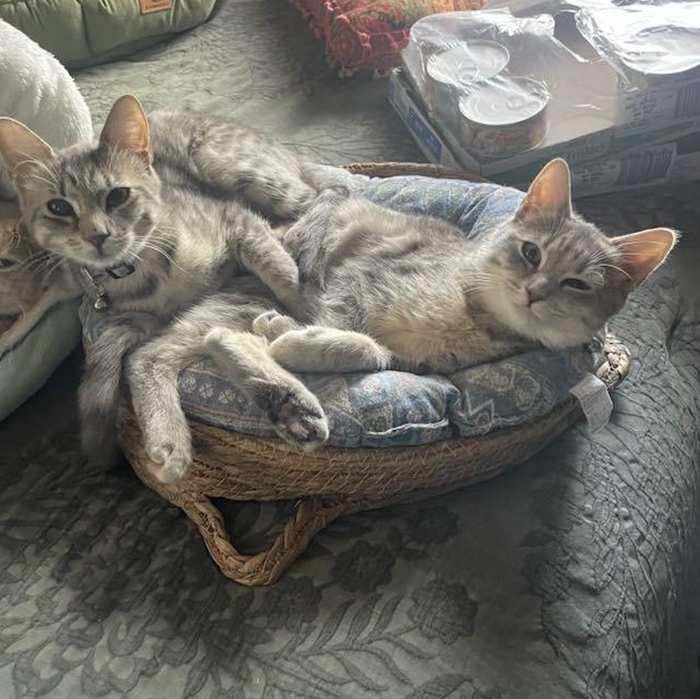 Farrow & Fawn, a Adoptable Domestic Short Hair in Woodmere, NY image 1/4