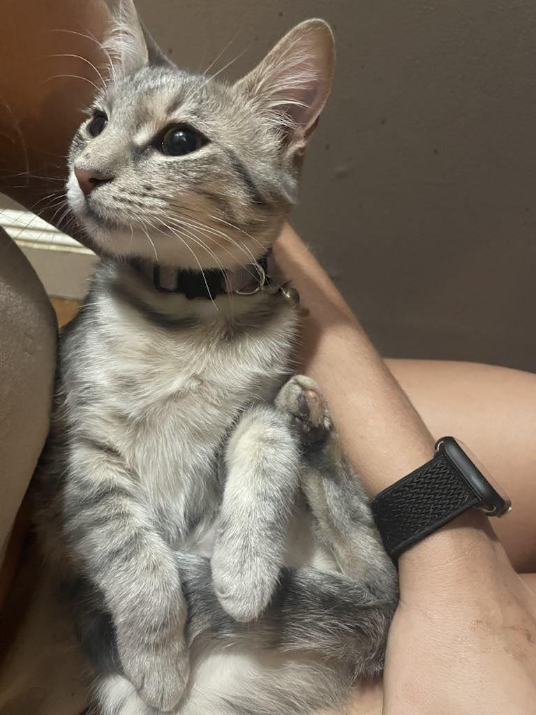 Farrow & Fawn, a Adoptable Domestic Short Hair in Woodmere, NY image 3/4