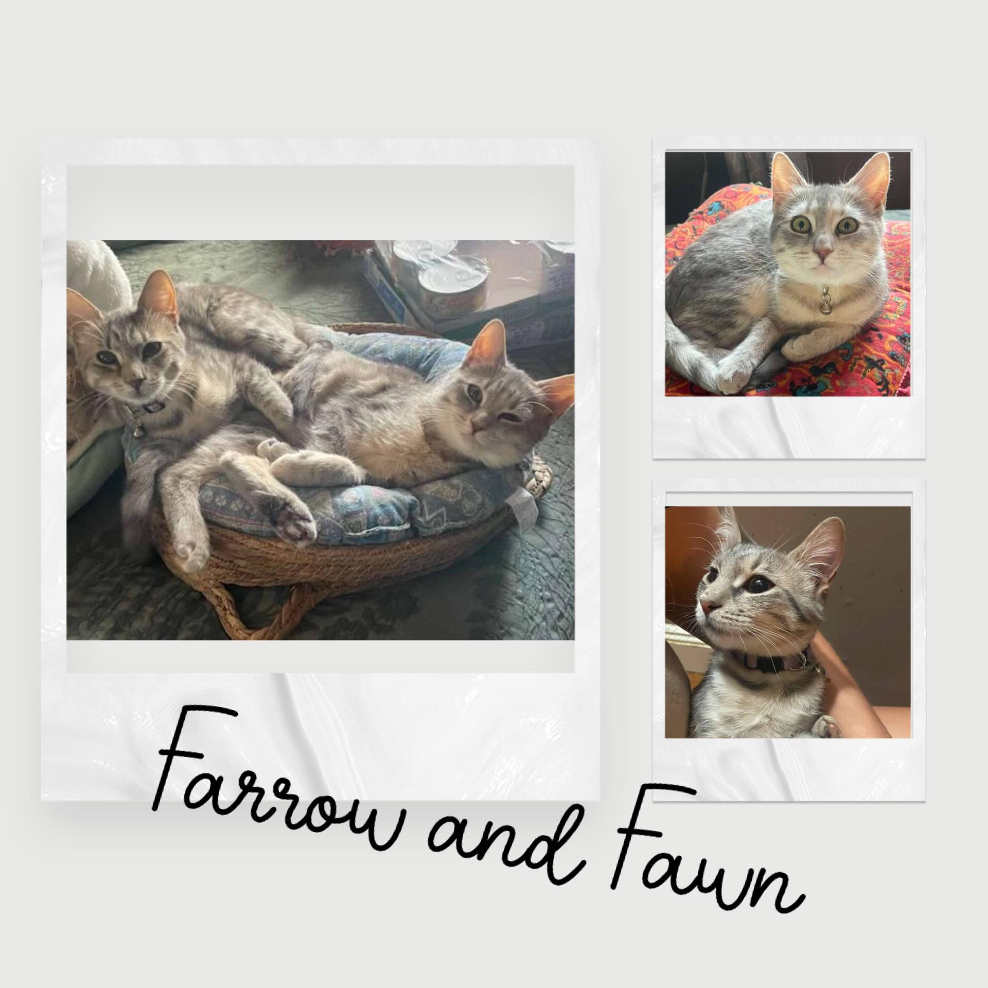 Farrow & Fawn, a Adoptable Domestic Short Hair in Woodmere, NY image 4/4