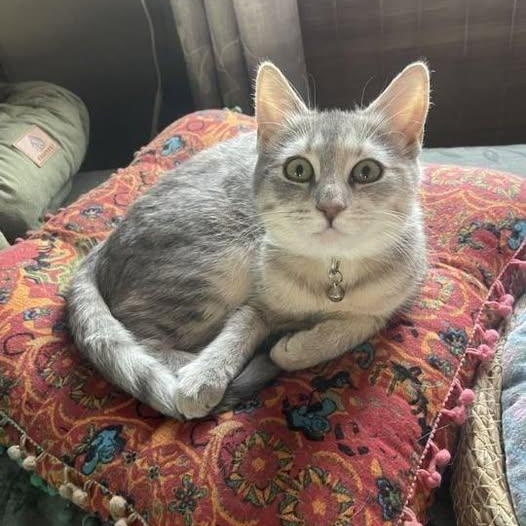 Farrow & Fawn, a Adoptable Domestic Short Hair in Woodmere, NY image 2/4