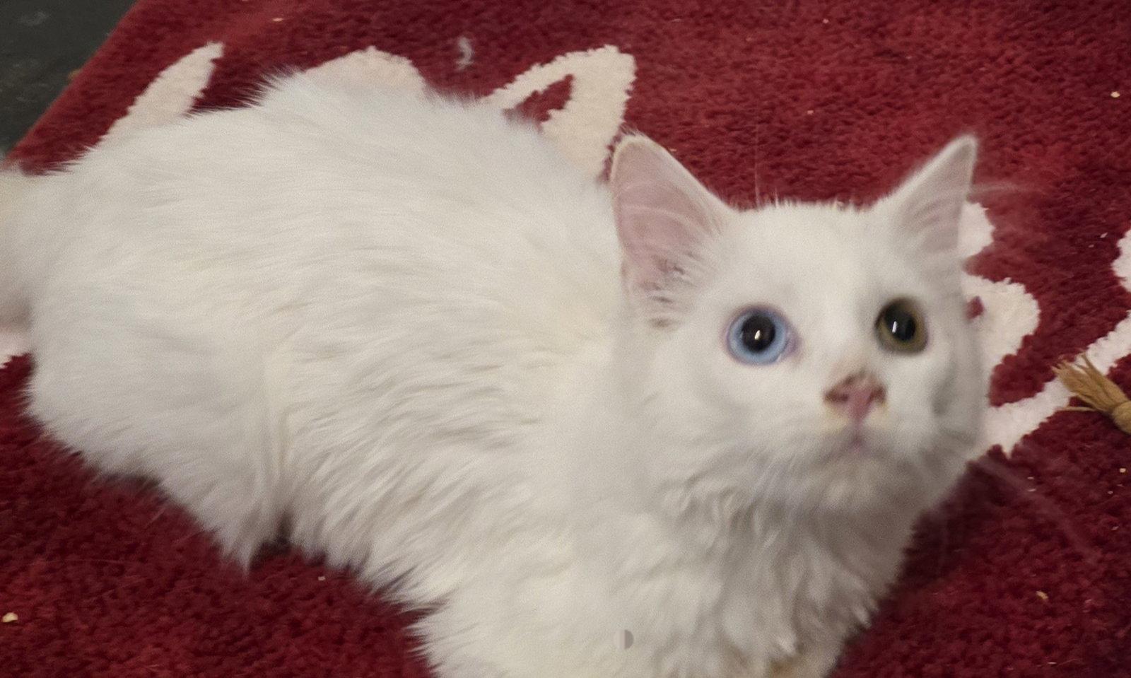 Nimbus, Adoptable, Kitten Male Domestic Medium Hair.
