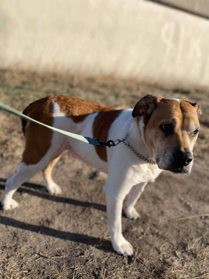 Enlarge Cleo, a Adoptable mixed breed in McCook, NE image 1/3