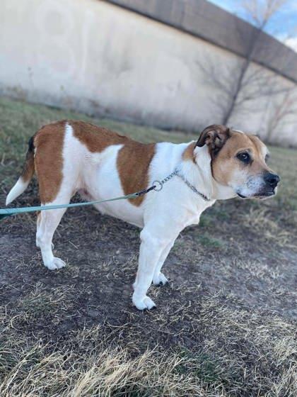 Enlarge Cleo, a Adoptable mixed breed in McCook, NE image 2/3