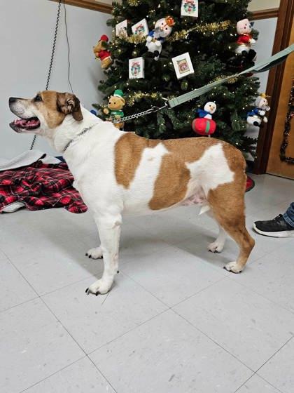 Enlarge Cleo, a Adoptable mixed breed in McCook, NE image 3/3