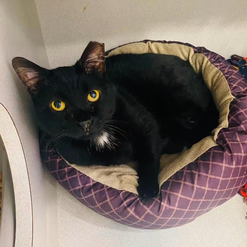 Ken, Adoptable, Senior Male Domestic Short Hair.