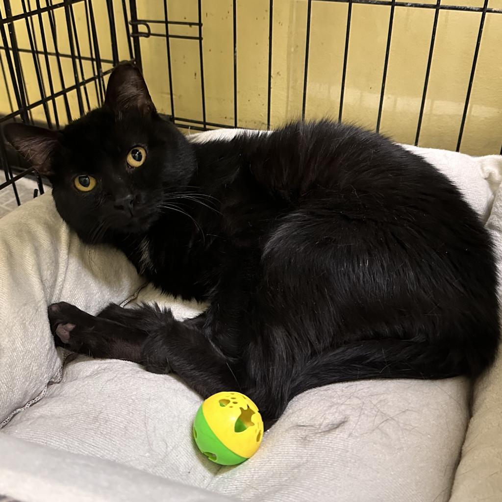 Enlarge Ken, a Adoptable Domestic Short Hair in Mount Vernon, IN image 2/3