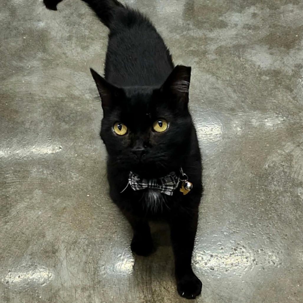 Enlarge Ken, a Adoptable Domestic Short Hair in Mount Vernon, IN image 3/3
