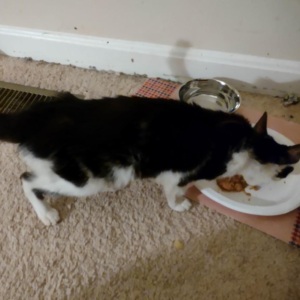 Daisy Mae, Adoptable, Adult Female Domestic Short Hair.