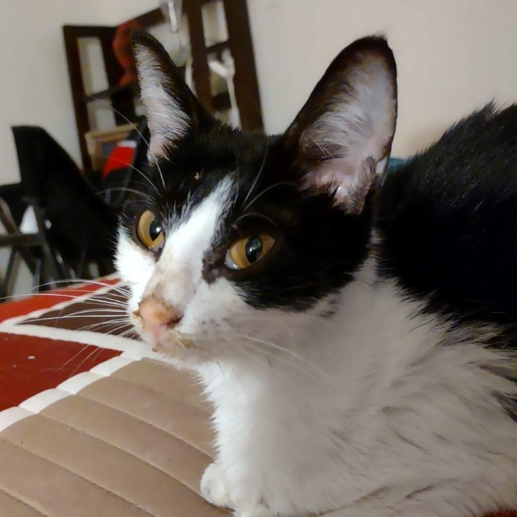 Daisy Mae, a Adoptable Domestic Short Hair in Germantown, MD image 2/6