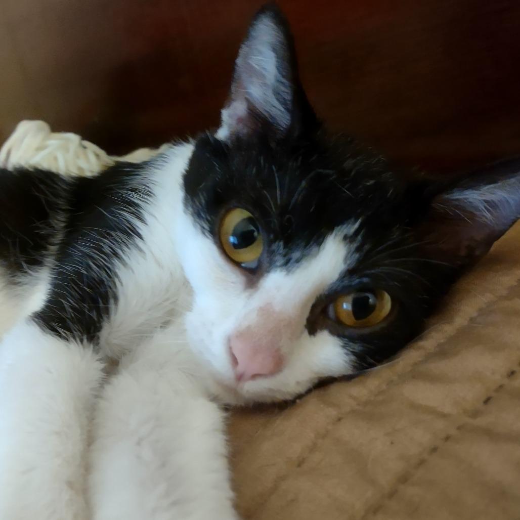 Daisy Mae, Adoptable, Adult Female Domestic Short Hair.