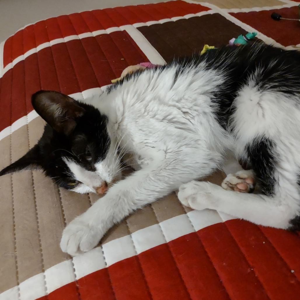 Daisy Mae, a Adoptable Domestic Short Hair in Germantown, MD image 4/6