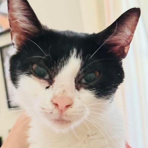 Daisy Mae, a Adoptable Domestic Short Hair in Germantown, MD image 5/6