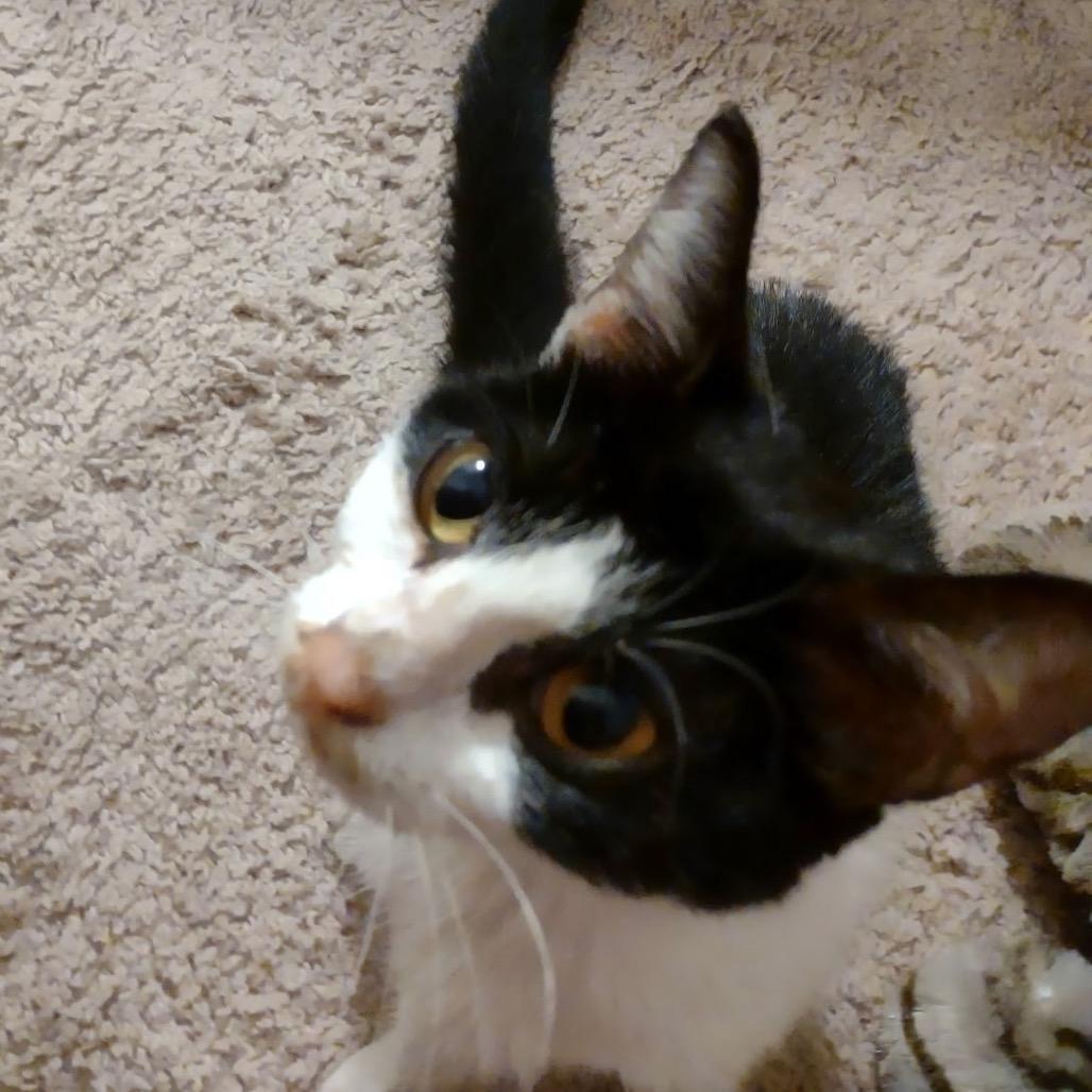 Daisy Mae, a Adoptable Domestic Short Hair in Germantown, MD image 6/6